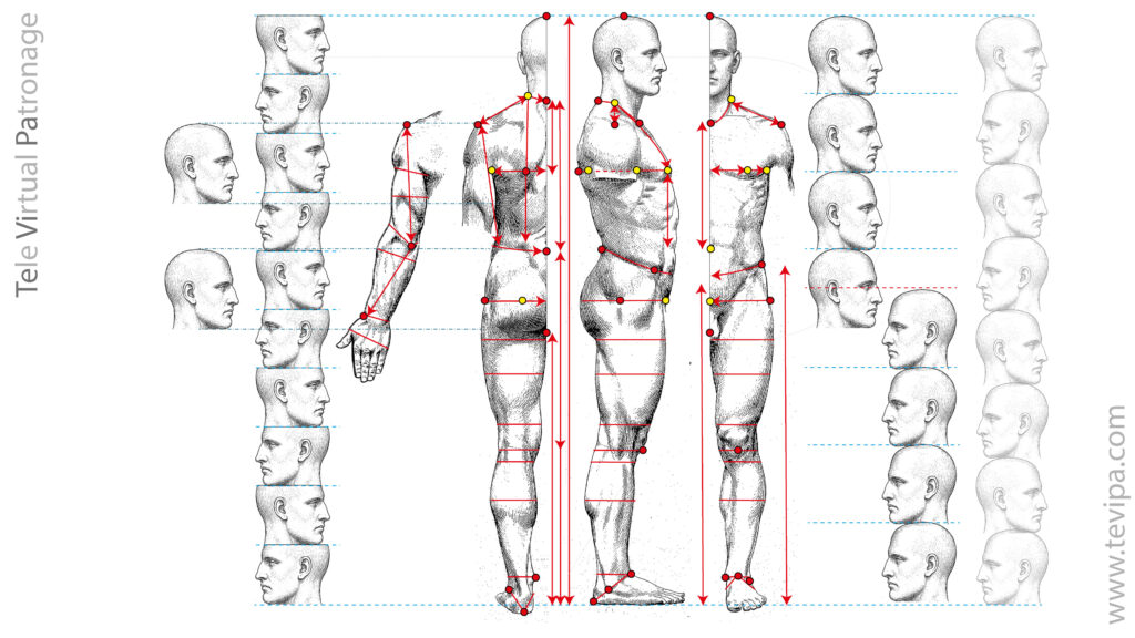 Anatomía y medidas del cuerpo humano