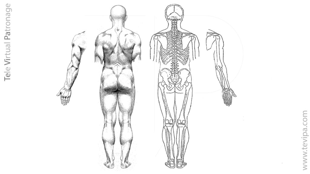 Estructura interna y externa del cuerpo humano