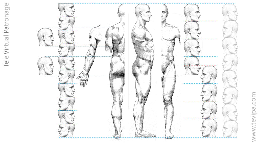 Cánones y proporciones anatómicas del cuerpo humano