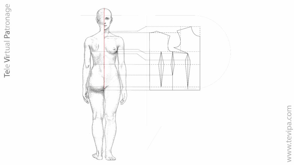 Cuerpo femenino de frente con línea de medida vertical central del busto.
