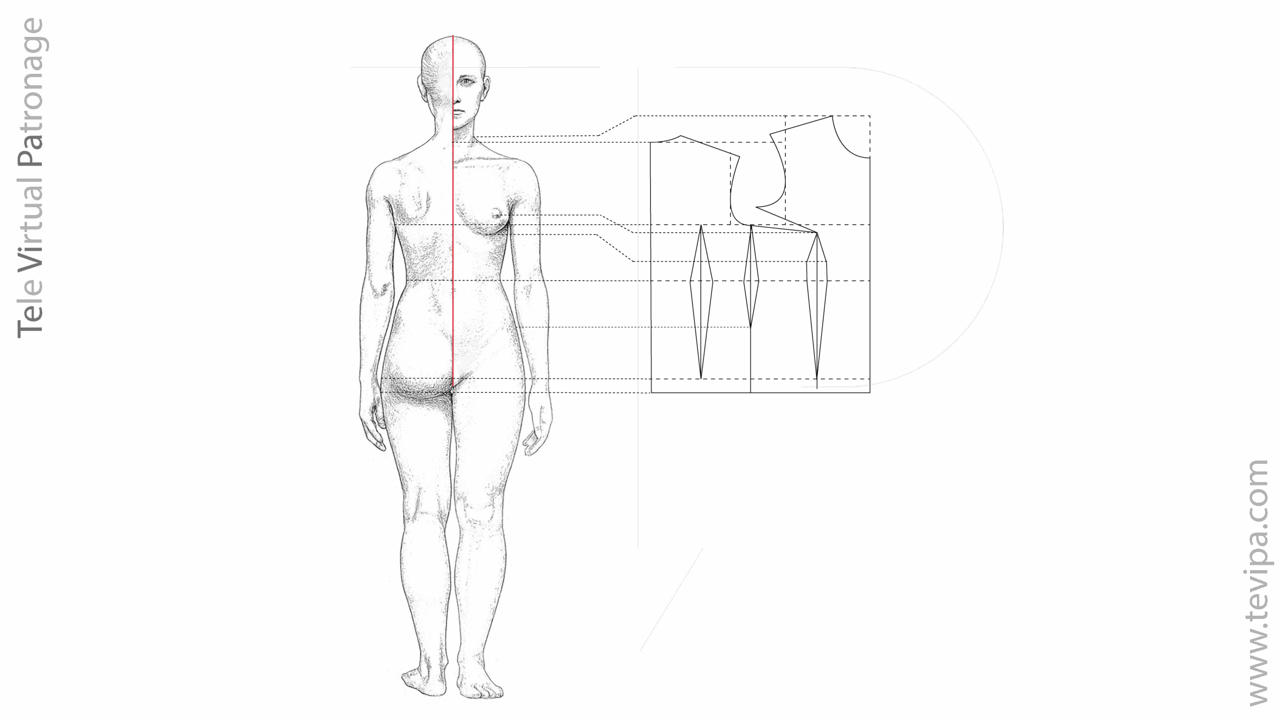 Technical diagram of the female pattern front view with central vertical bust measurement line