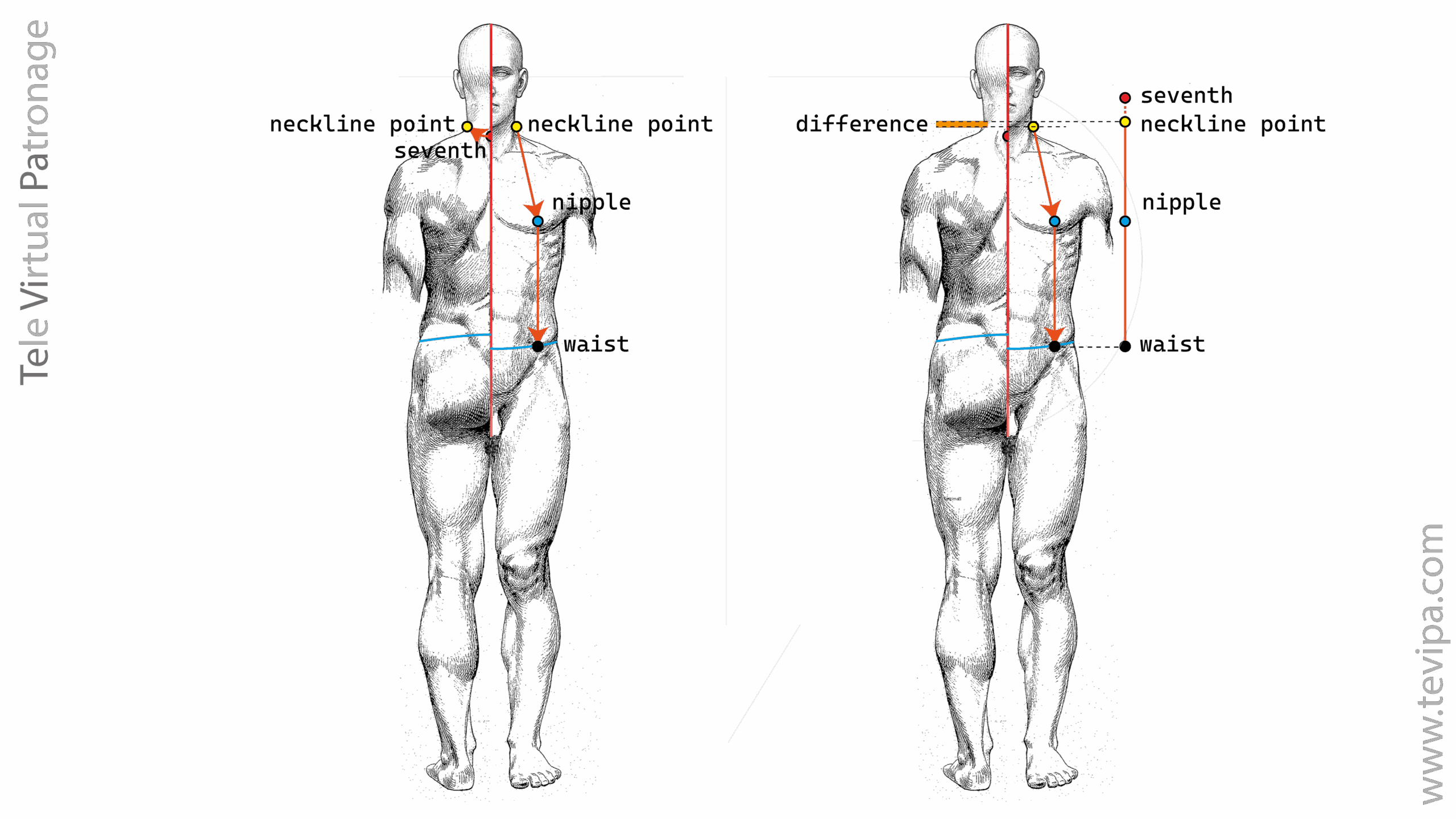 Front bust measurement from cervical to waist.