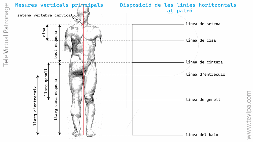 Il·lustració amb mesures verticals del cos masculí i línies guia principals per construir un patró base.