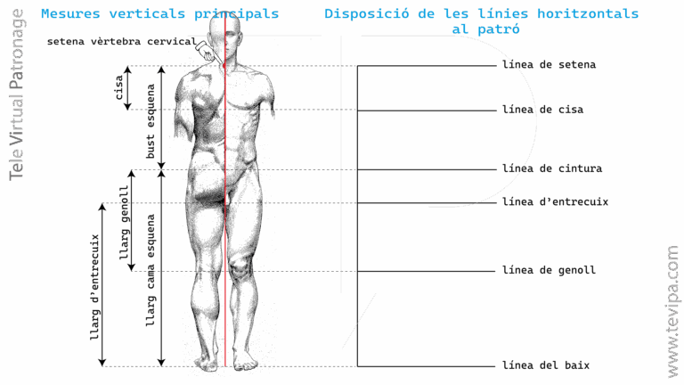 Il·lustració amb mesures verticals del cos masculí i línies guia principals per construir un patró base.