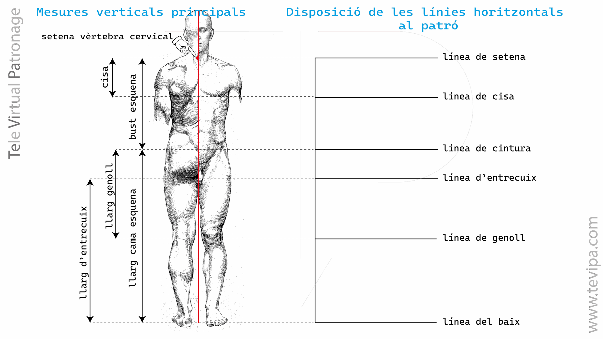 Il·lustració amb mesures verticals del cos masculí i línies guia principals per construir un patró base.