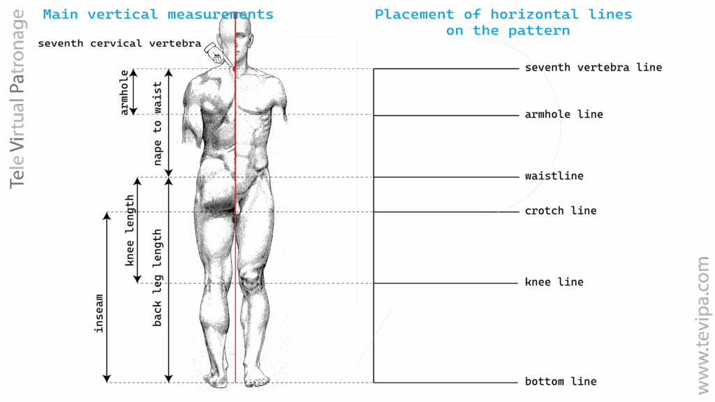 Illustration with vertical body measurements of a male figure and main guide lines for constructing a basic pattern.
