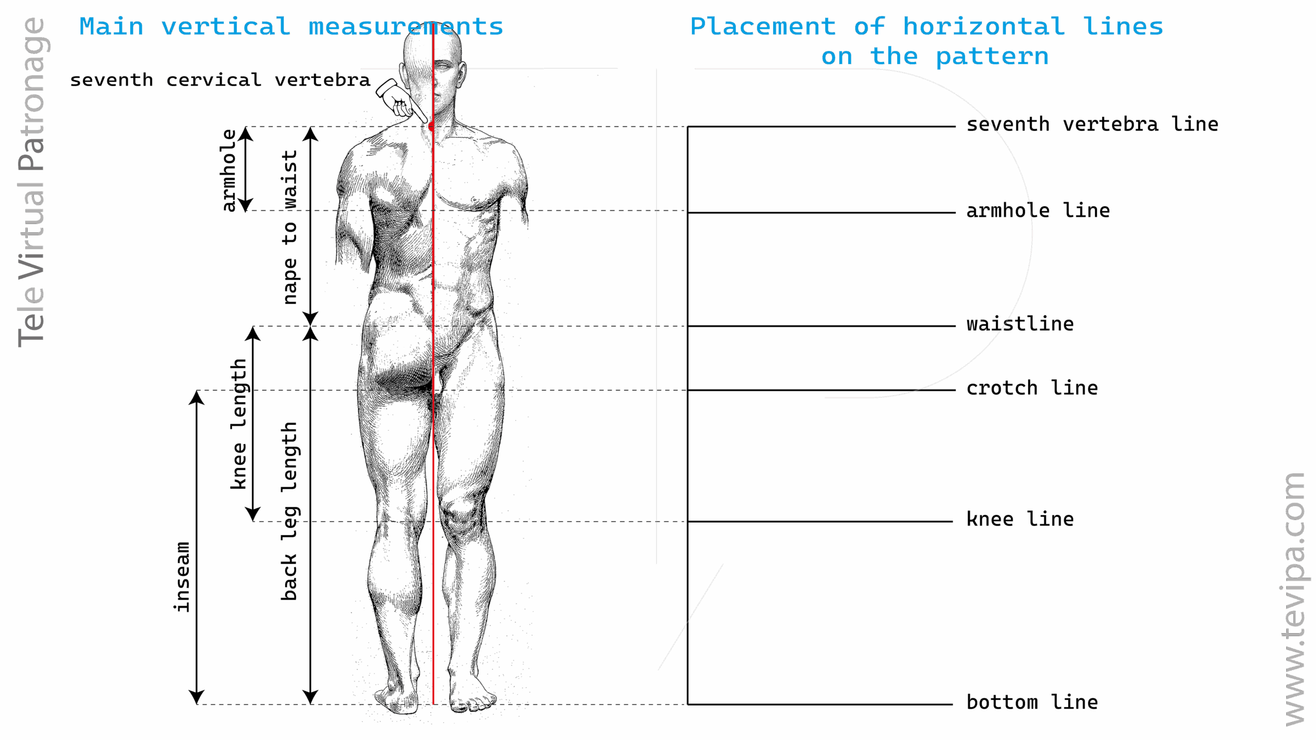 Illustration with vertical body measurements of a male figure and main guide lines for constructing a basic pattern.