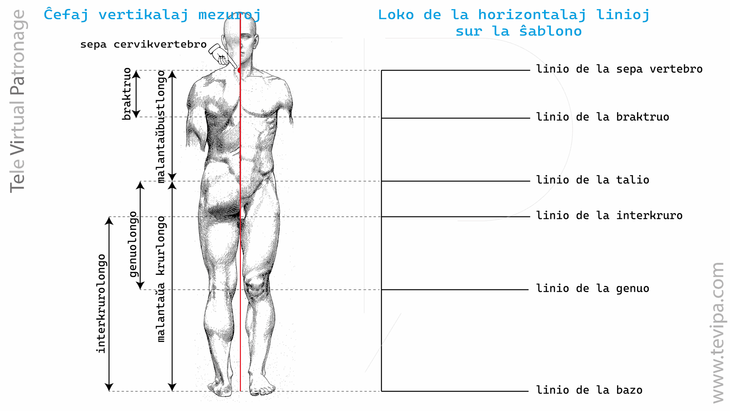 Ilustraĵo kun vertikalaj mezuroj de vira korpo kaj ĉefaj gvidlinioj por konstrui bazan ŝablonon.