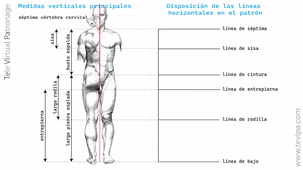 Ilustración con medidas verticales del cuerpo masculino y líneas guía principales para construir un patrón base.