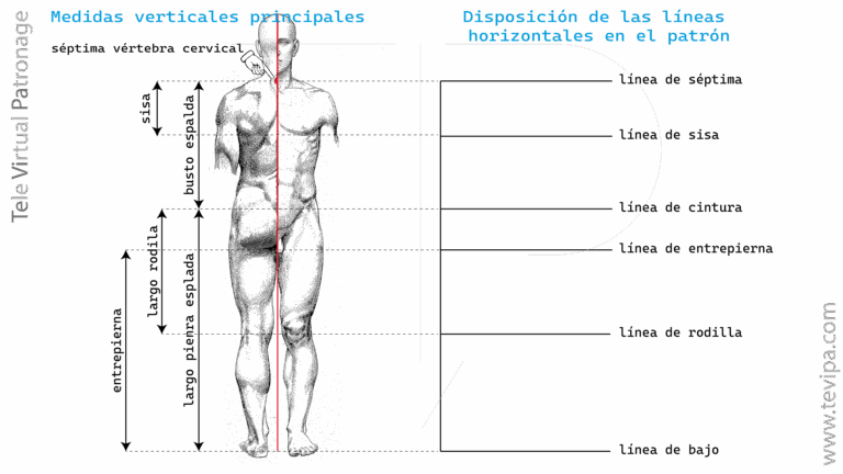 Ilustración con medidas verticales del cuerpo masculino y líneas guía principales para construir un patrón base.