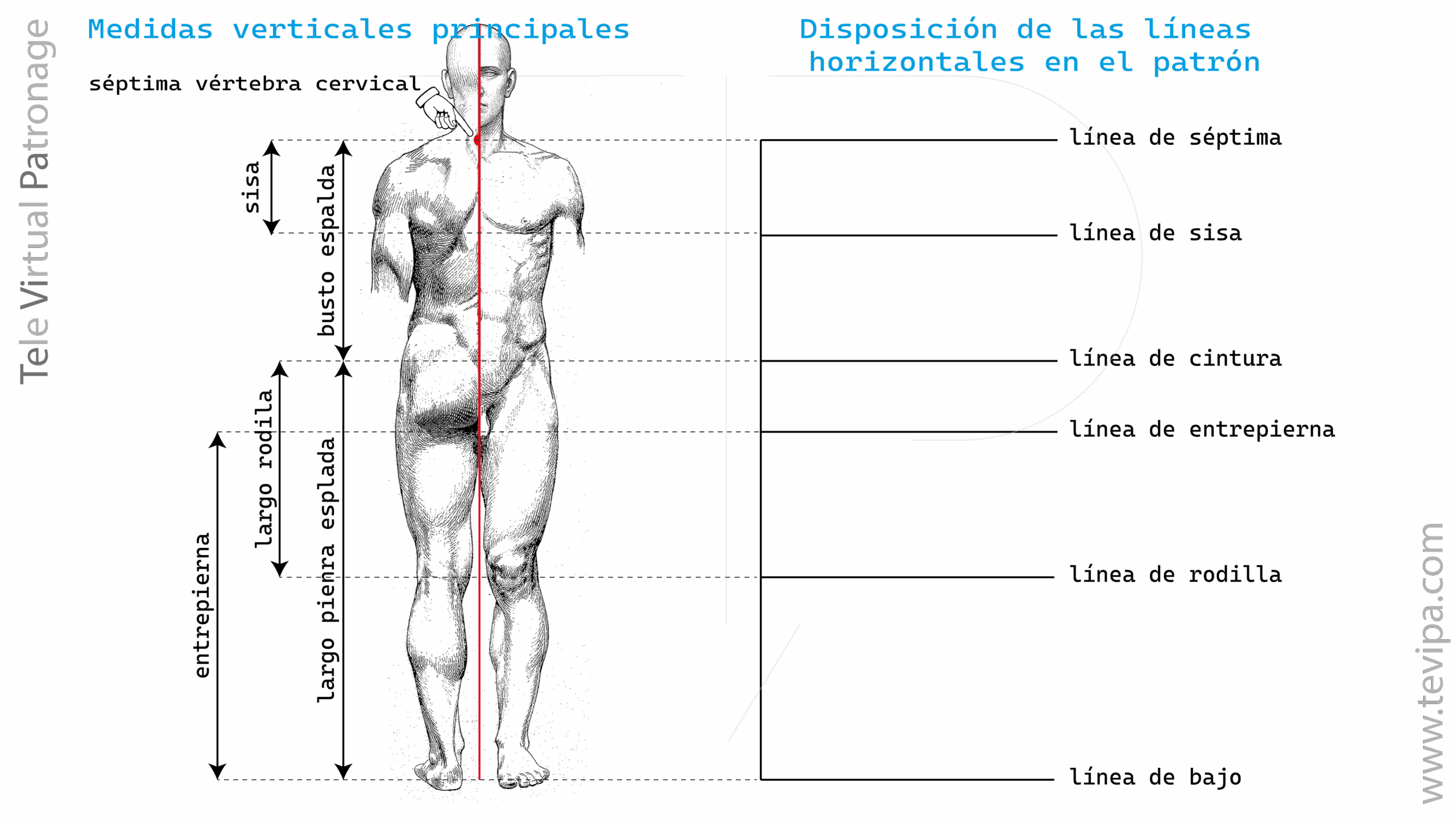 Ilustración con medidas verticales del cuerpo masculino y líneas guía principales para construir un patrón base.