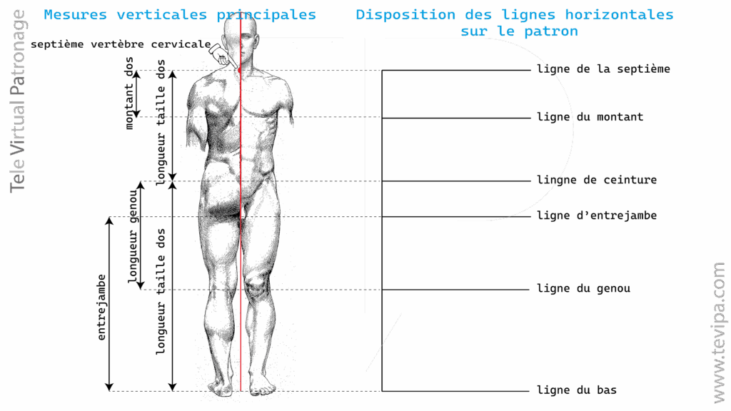 Illustration avec mesures verticales du corps masculin et lignes directrices principales pour construire un patron de base.