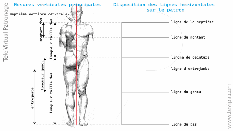 Illustration avec mesures verticales du corps masculin et lignes directrices principales pour construire un patron de base.