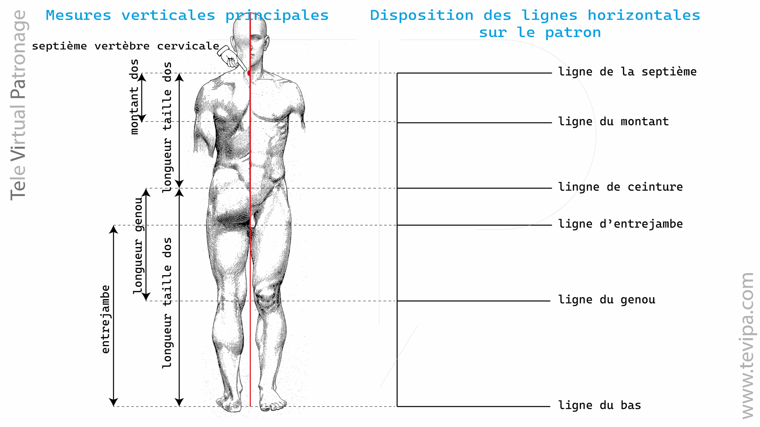 Illustration avec mesures verticales du corps masculin et lignes directrices principales pour construire un patron de base.