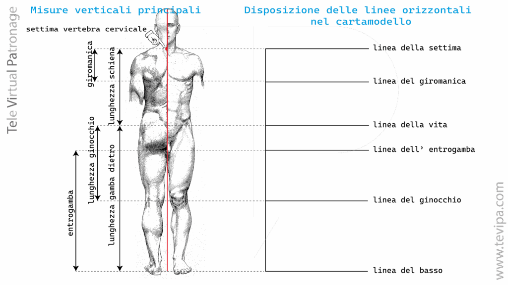 Illustrazione con misure verticali del corpo umano maschile e linee guida principali per costruire un cartamodello di base.