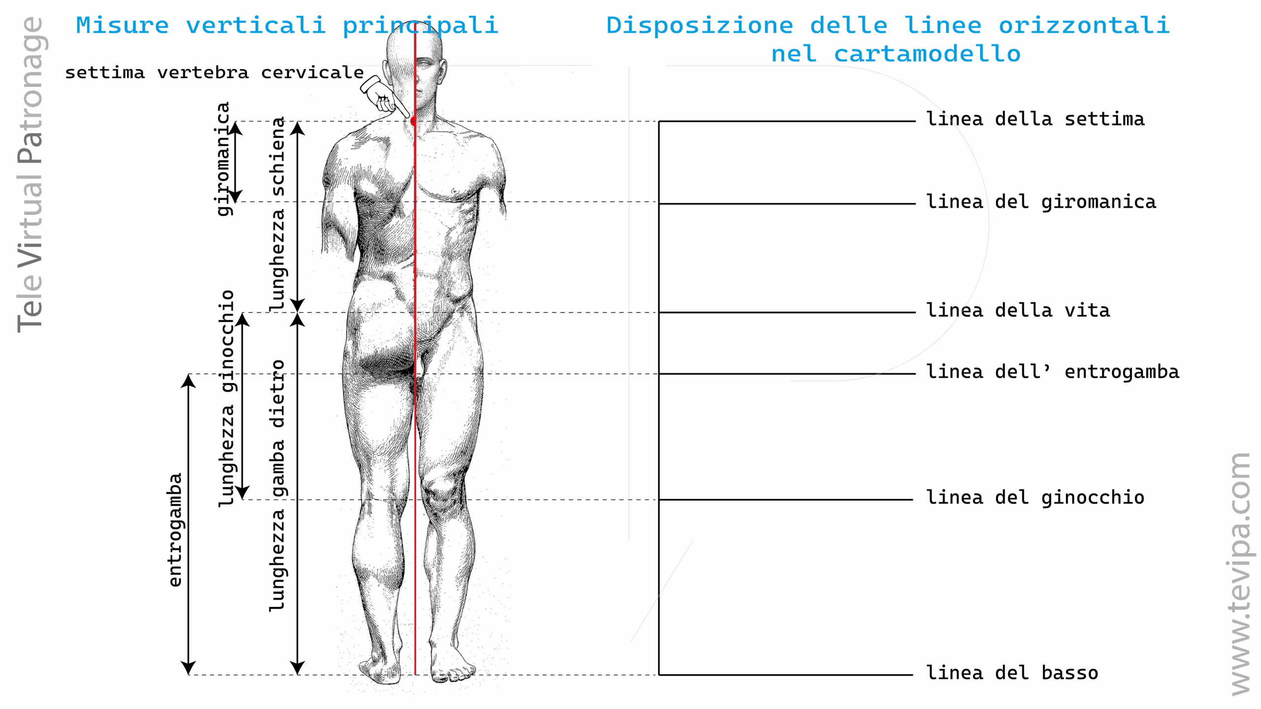 Illustrazione con misure verticali del corpo umano maschile e linee guida principali per costruire un cartamodello di base.