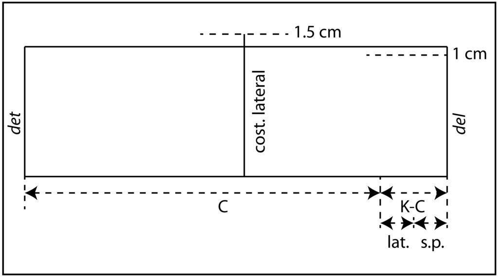 Cotas de la cintura en la costura lateral y en la mitad delantera del canesú de falda