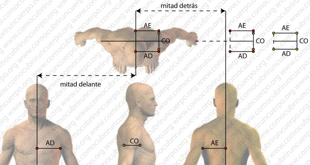 Estructura del rectángulo de proporciones del pecho masculino