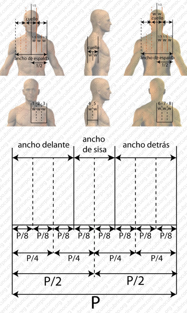 Proporciones del ancho de espalda y cuello en el cuerpo masculino