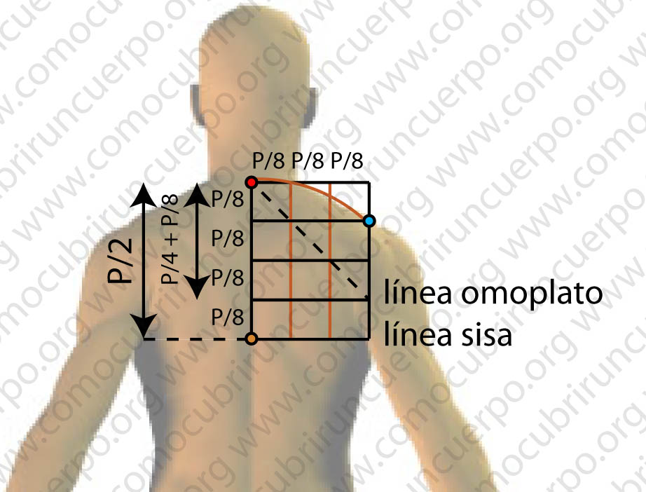 Proporciones verticales del pecho y la espalda en el cuerpo masculino