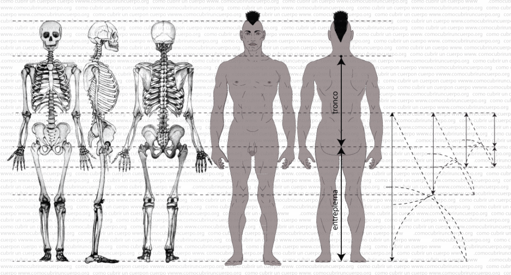 Diagrama del cuerpo humano con indicación de las medidas de tronco y entrepierna según la proporción áurea