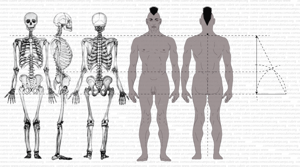 Cuerpo humano y esqueleto con referencia a la medida del montante del pantalón según la proporción áurea