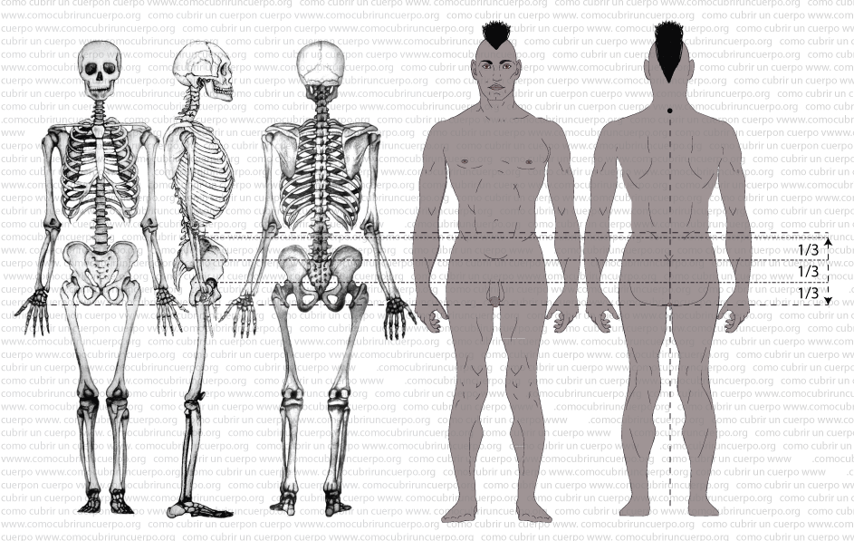 Esquema del cuerpo humano con divisiones en tercios que indican la altura de cadera según el montante