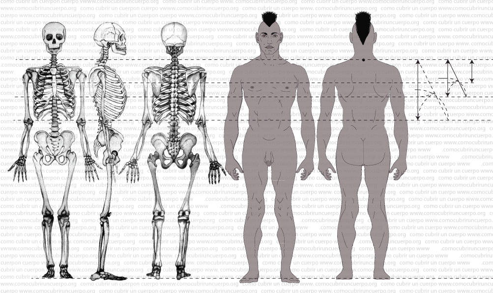 Cuerpo humano con líneas de referencia entre la séptima vértebra cervical y la línea de sisa según la proporción áurea