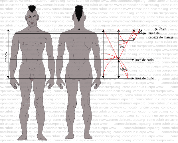 Cuerpo humano con líneas de referencia para calcular el largo de brazo y la caída de hombro según la proporción áurea φ