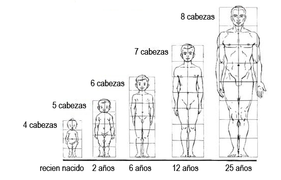 evolución de las proporciones del cuerpo humano según la edad, esquema de cabezas