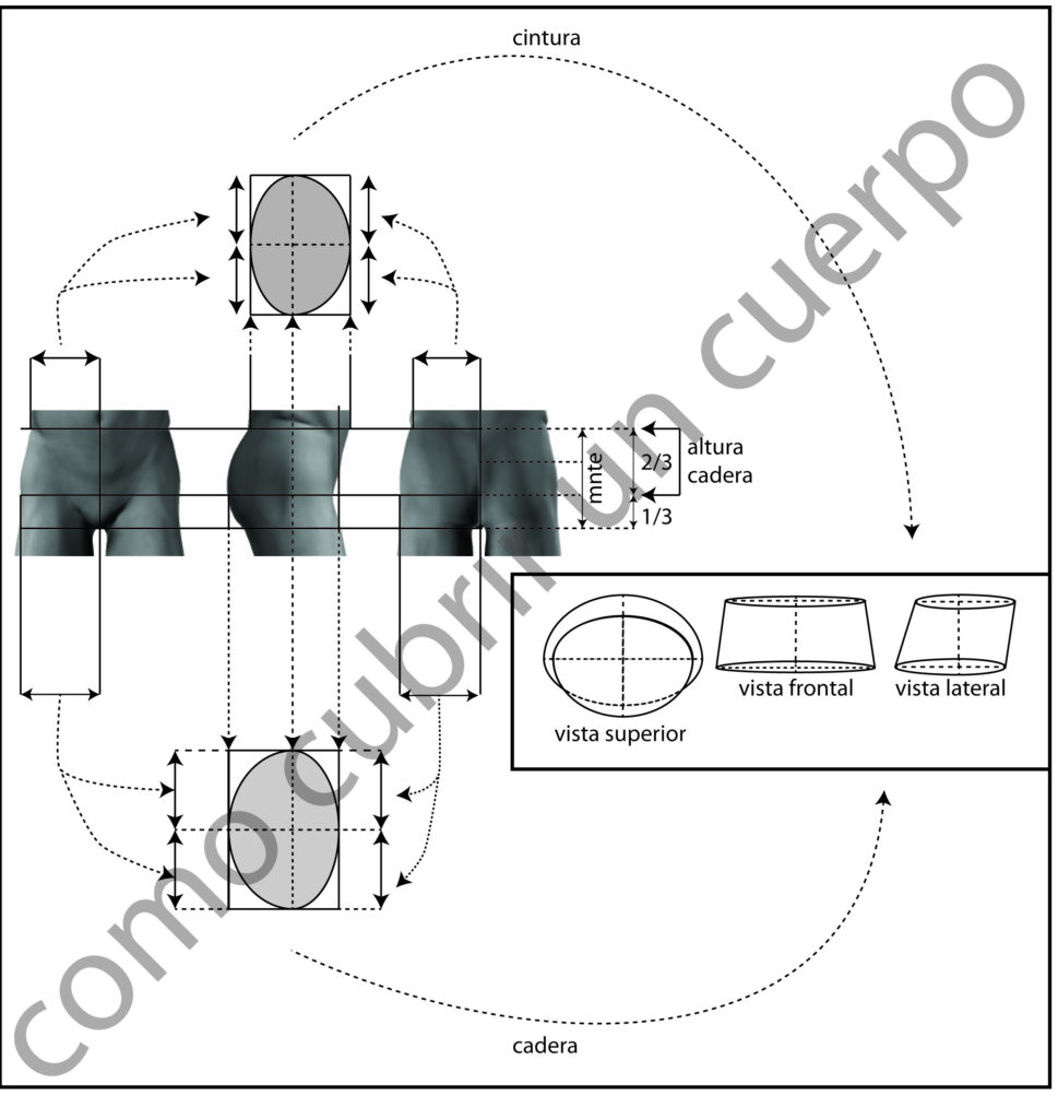 Esquema anatómico del cuerpo masculino representado como cono truncado irregular entre la cintura y la cadera, con secciones elípticas y ejes de referencia