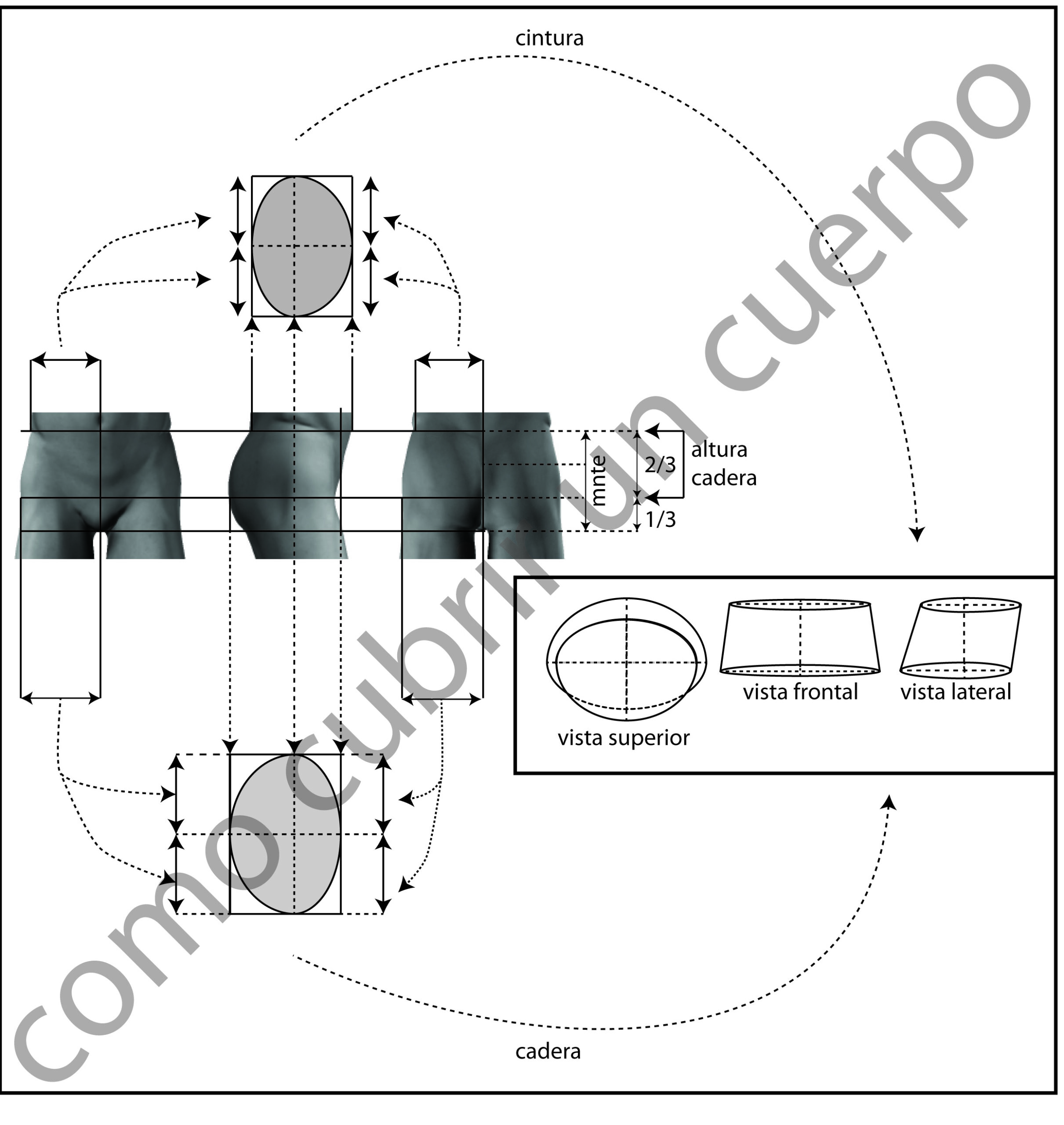 Esquema anatómico del cuerpo masculino representado como cono truncado irregular entre la cintura y la cadera, con secciones elípticas y ejes de referencia
