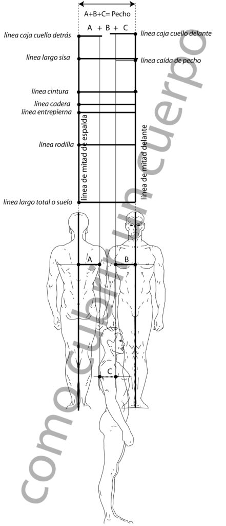 esquema técnico de medidas del contorno de pecho masculino
