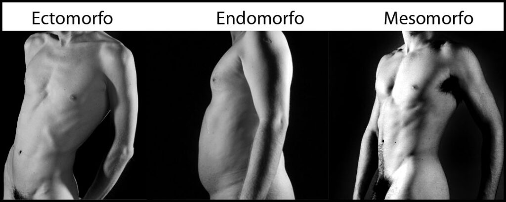 Somatipos humanos: ectomorfo, endomorfo y mesomorfo