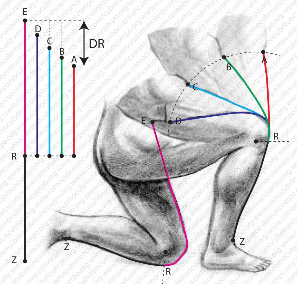 Comparación de los largos del delantero de la pierna entre las cotas Z y R en distintas posiciones de flexión de la rodilla