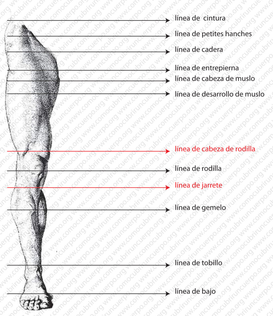 Pierna masculina con identificación de la línea de cabeza de rodilla y la línea de jarrete como límites del desarrollo de rodilla
