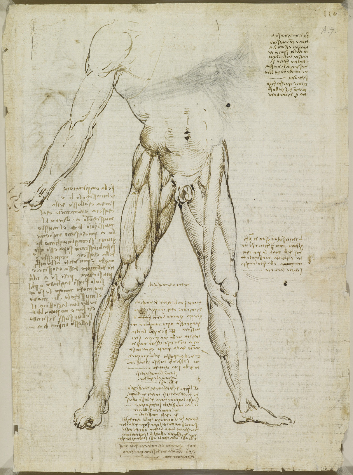 Estudio anatómico del miembro inferior masculino con musculatura de la pierna, dibujo de Leonardo da Vinci