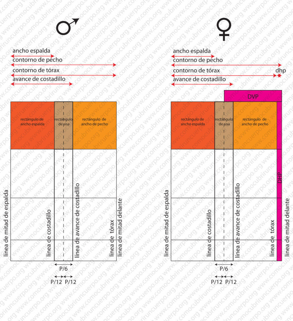 Comparación entre patrón base masculino y femenino mostrando el desarrollo de pecho DVP y DHP aplicado al rectángulo de pecho