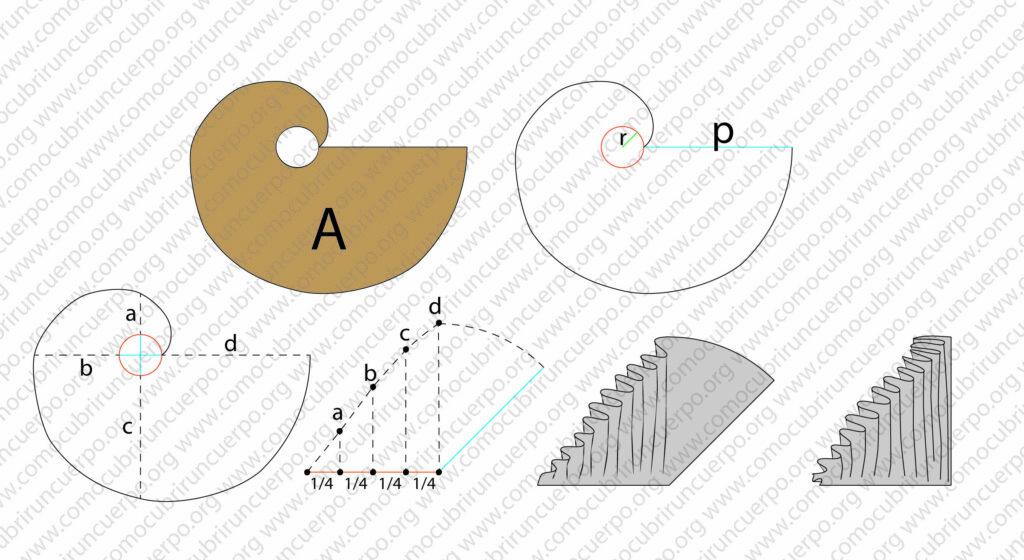 Crecimiento del volante de caracol trazado con espiral de Arquímedes dividido en segmentos a, b, c y d