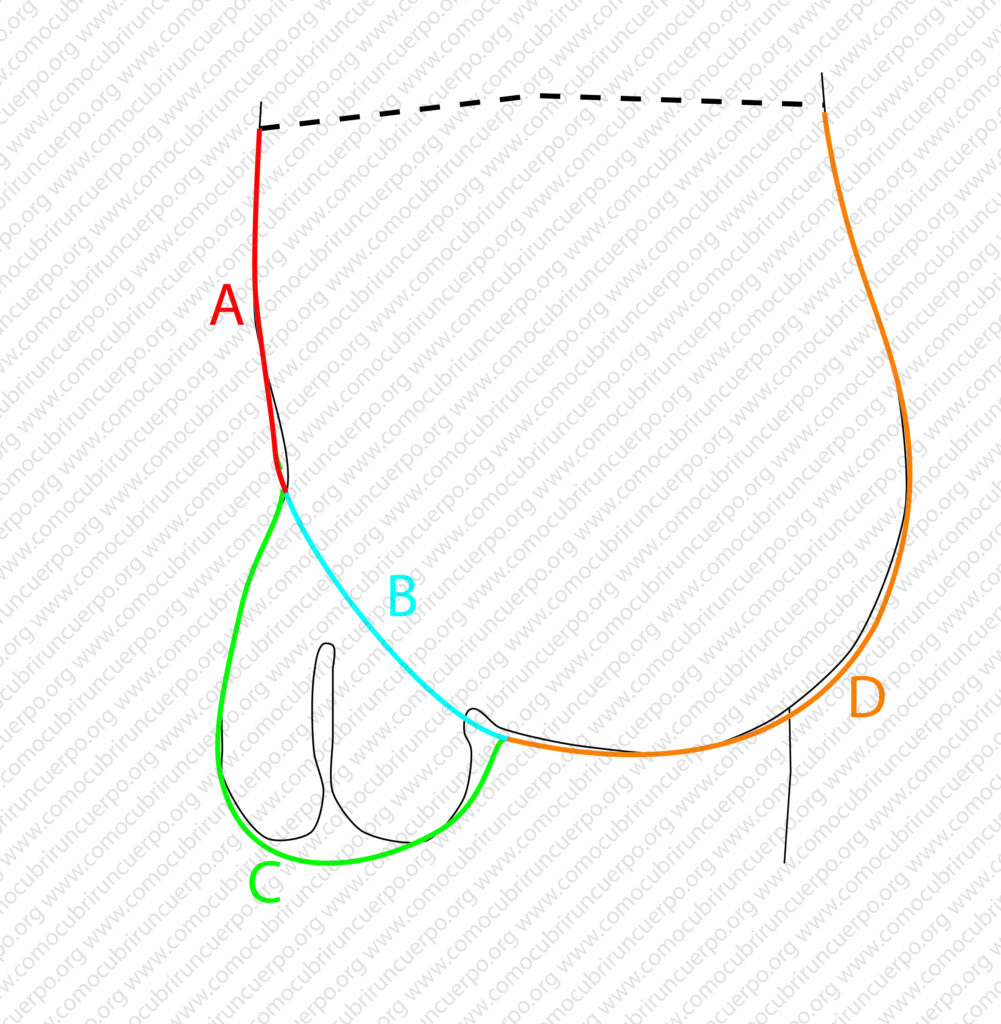 Esquema del desarrollo de la cazuela genital a partir de los tiros del pantalón