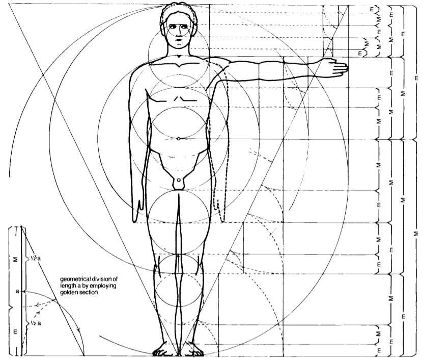 Diagrama del cuerpo humano con líneas y círculos geométricos según el esquema proporcional de Ernst Neufert basado en la proporción áurea.