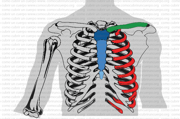 Esquema anatómico de la caja torácica mostrando costillas en rojo, esternón en azul y clavícula en verde.