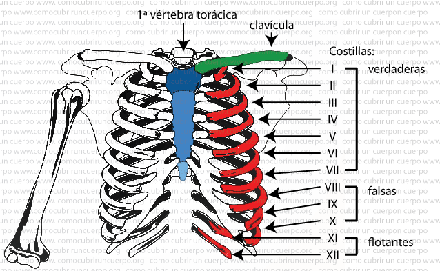 Ilustración anatómica de la caja torácica mostrando costillas verdaderas, falsas y flotantes numeradas del I al XII junto con clavícula y esternón.