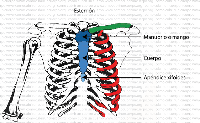 Esquema anatómico del esternón en color azul mostrando sus tres partes: manubrio, cuerpo y apéndice xifoides.