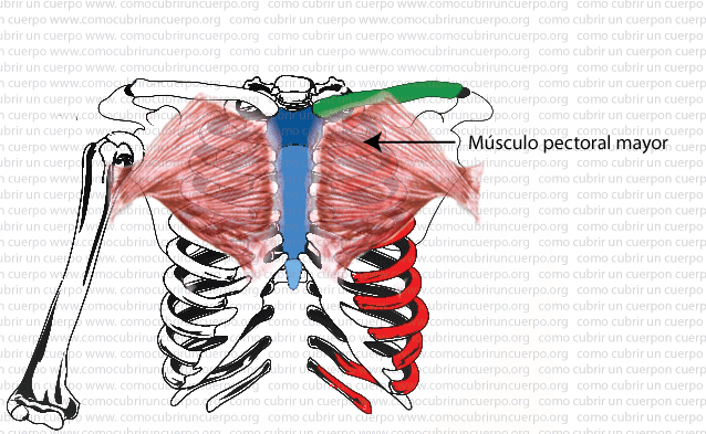 Ilustración anatómica del músculo pectoral mayor resaltado sobre la caja torácica y el esternón.