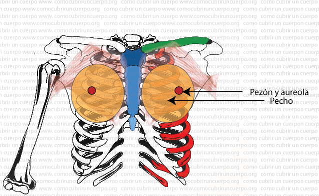 Esquema anatómico del tórax femenino mostrando la ubicación de las mamas, la areola y el pezón sobre el músculo pectoral mayor y las costillas.