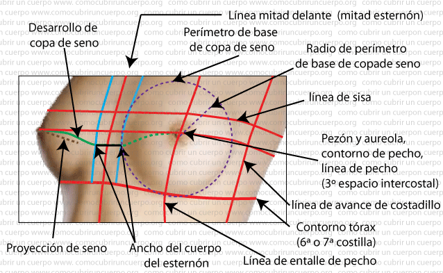 Fotografía de torso femenino con superposición de líneas de patronaje indicando esternón, línea de mitad delante, base de copa, línea de sisa, proyección de seno y contornos de pecho y tórax.