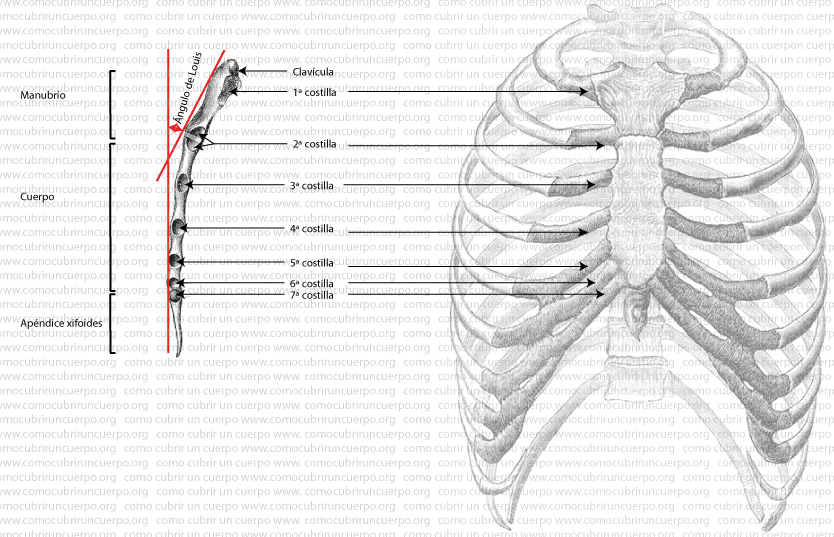 Esquema del esternón visto lateralmente y de la caja torácica frontal mostrando manubrio, cuerpo, apéndice xifoides y el ángulo de Louis aplicado a la línea de mitad delante.
