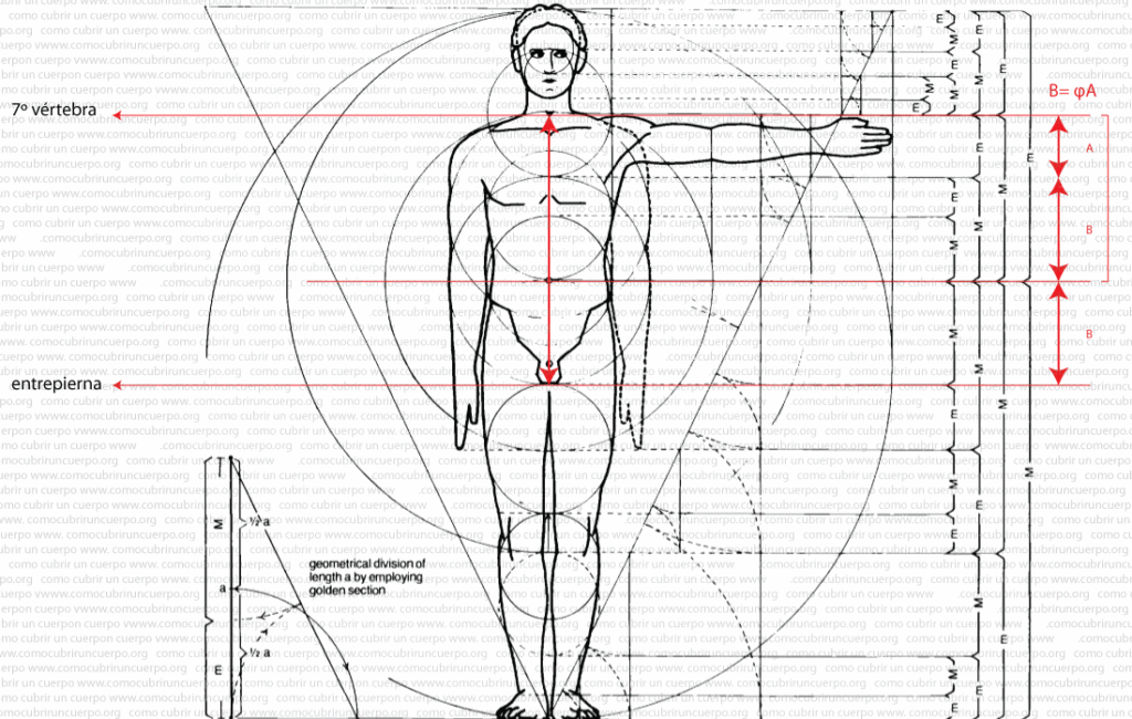 Diagrama proporcional del cuerpo humano según Neufert mostrando líneas horizontales en la séptima vértebra y la entrepierna.