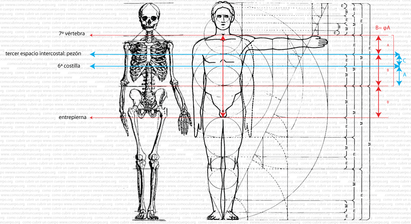 Diagrama proporcional del cuerpo humano mostrando largo de pierna (LP), entrepierna (E), largo busto total (LBD) y distancia desde la séptima vértebra a la línea de pecho (A).